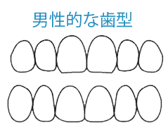 男性的な歯